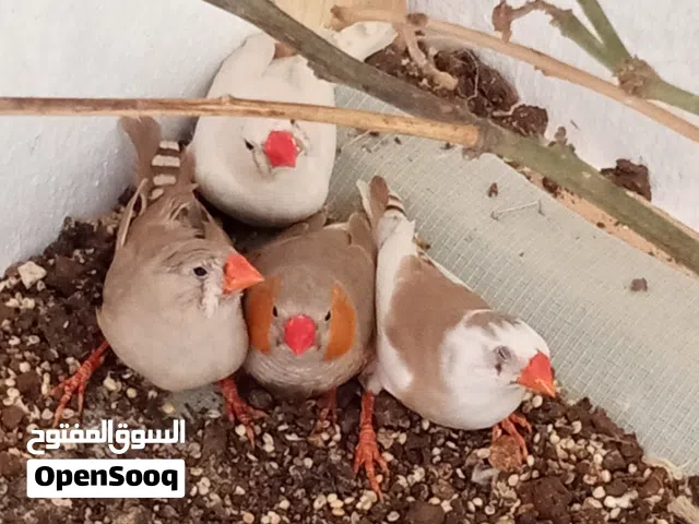طيور زيبرا للبيع