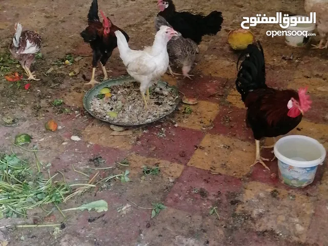 البيع دجاجات عرب وديوجه
