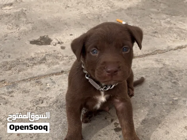 جرو بيتبول الأمريكي العمر 45 يوم