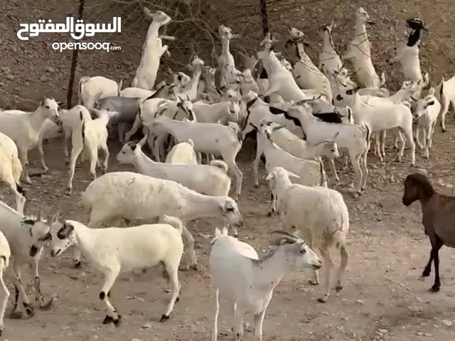 للبيع تيوس وكبشان