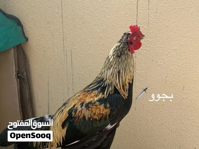 ديك بكستاني جاوا حار و يضارب اموره طيبه و عمره12 شهر و اعور