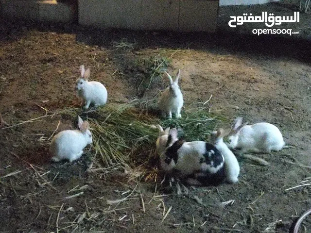 ارانب لبيع