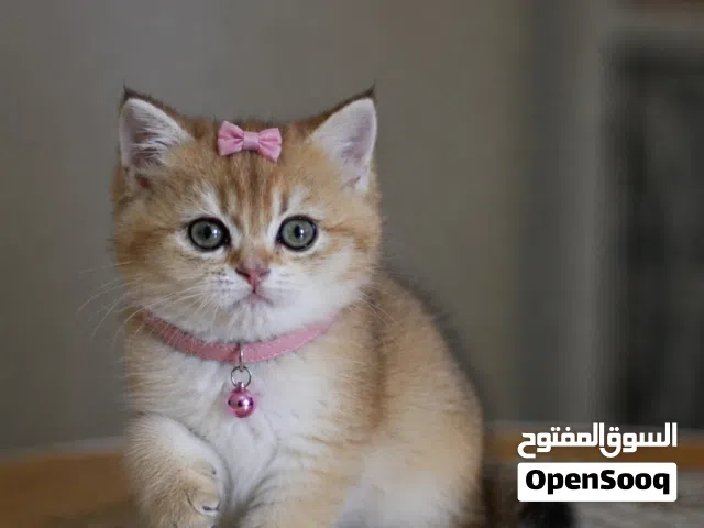 سكوتش جولدن N11  انثى صحه ممتازه ...........