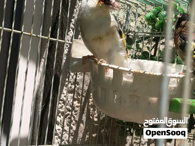 جوز حسون طفرات