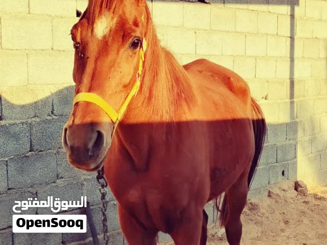 فرس انجليزية تلث ارباع الدم 87 ربي يبارك والدة مرة وحدة  بي كتيبها الكتيب قاعد جديد