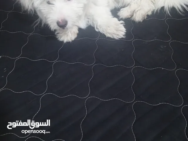 كلبه فرنجي