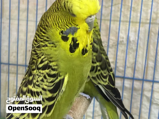 بيع محميه طيور حب انكليزي