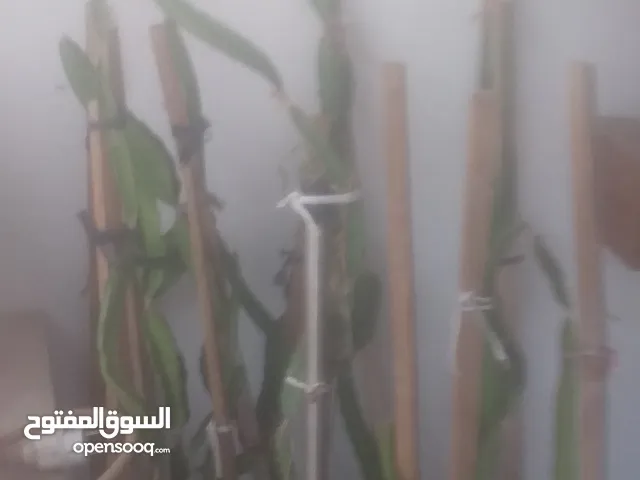 شتول فاكهه اتنين