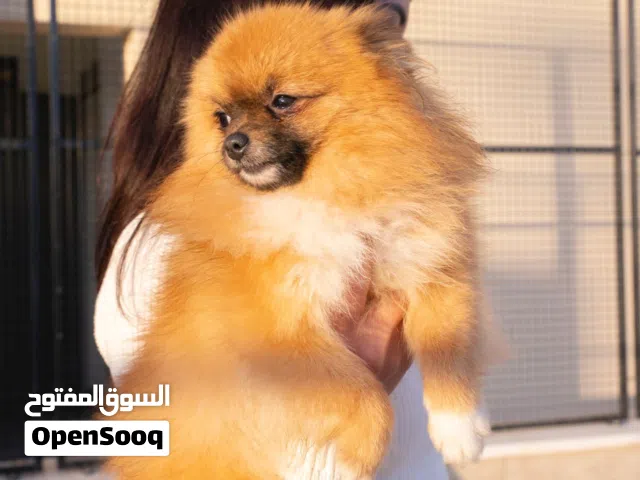 بوميرنيان سوبر ميني بسعر مغري جدا