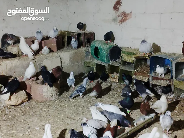حمام للبيع اجنبي اجواز وفي بلدي اكمن حبه مشكل مشاء الله يطرح البركه لاصحاب النصيب