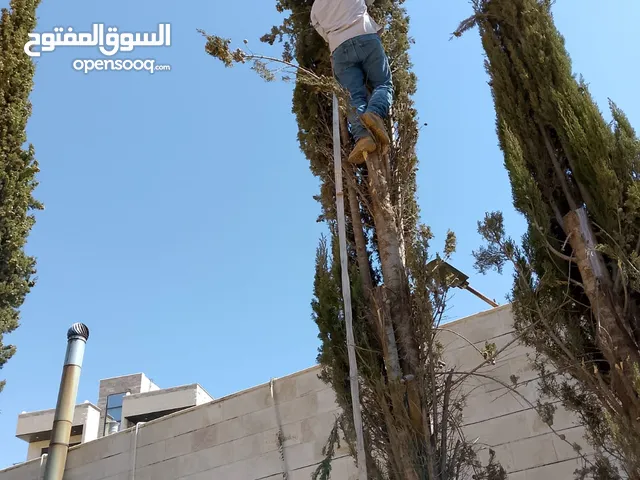 قص شجر تقليم أشجار