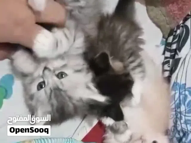 متاح بفضل الله قطط شرازي مون فيس 45 يوم