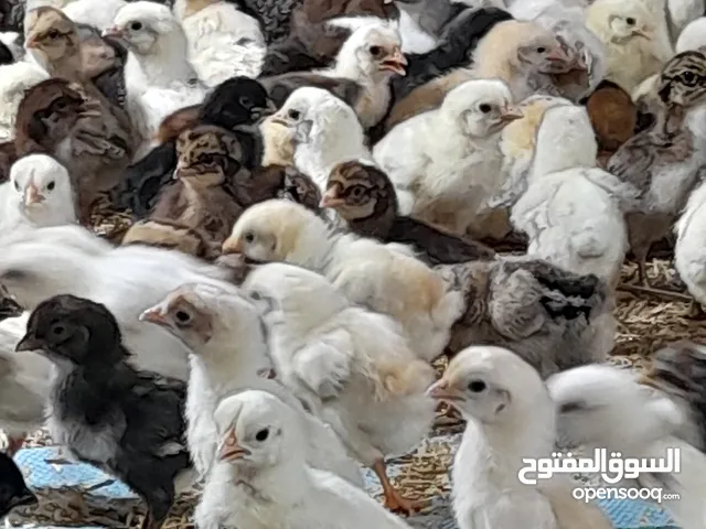 صيصان دجاج عماني فرنسي