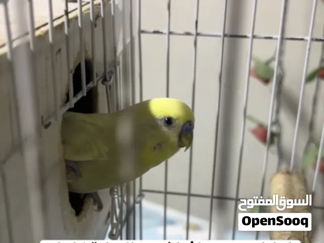 طيور امايات مع الافراخ و القفص