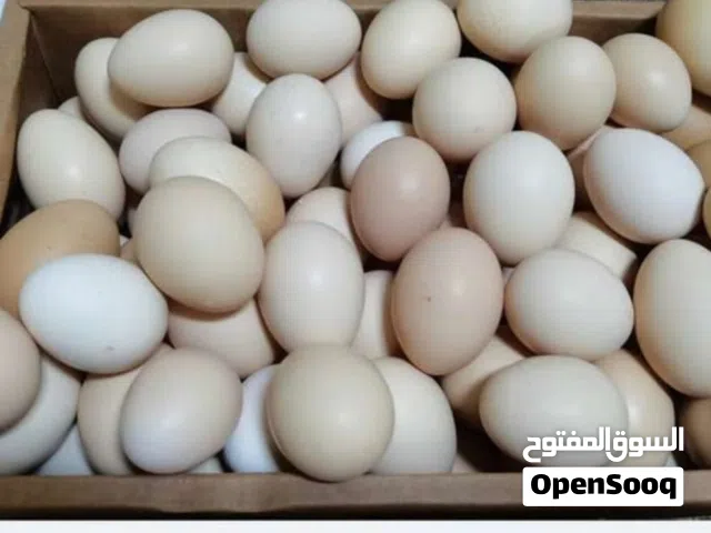 بيض دجاج عماني طازج عضوي تربية البيت شيت 2 ريال ونصف