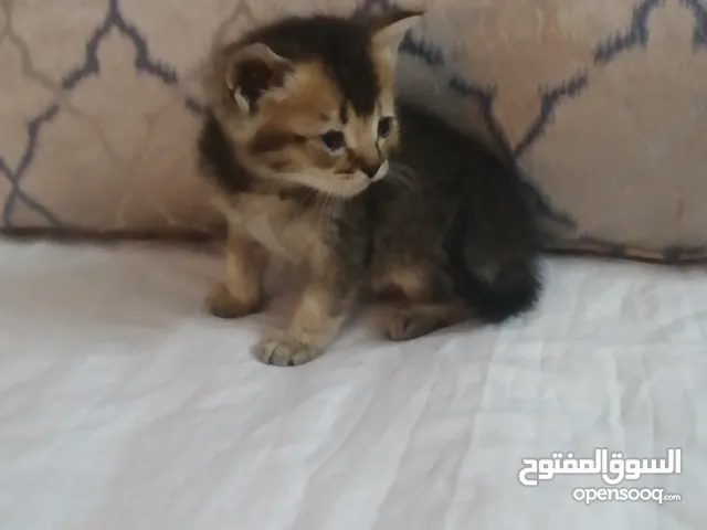 قط مميز صغير الحجم النوع سكوتش ستريت شورت هير بيبي