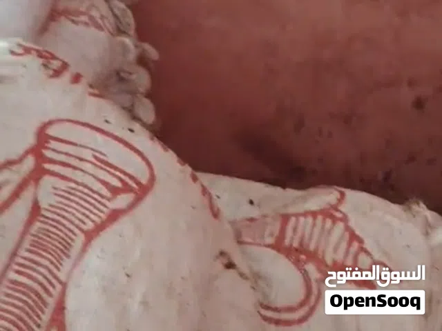 للبيع تمر نفيعة