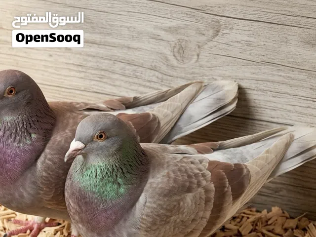 حمام لوت للبيع سعر زوج 20 الف