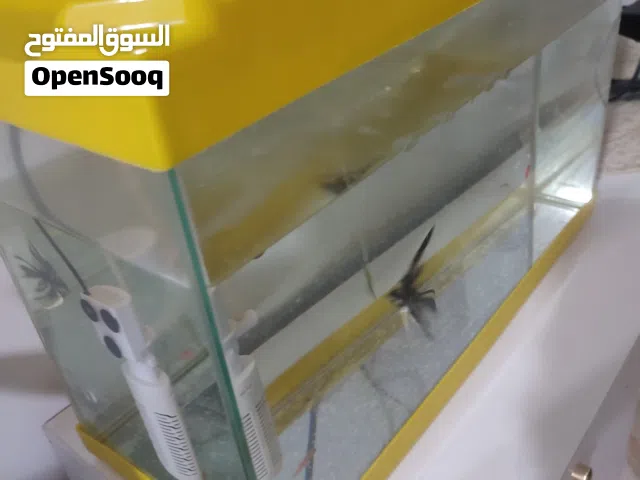 حوض سمك نطيف