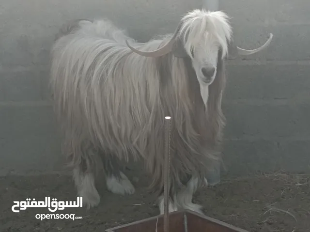 تيس محقوص للبيع مطلوب فيه 280 ريال