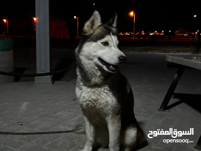 Husky 8 months
