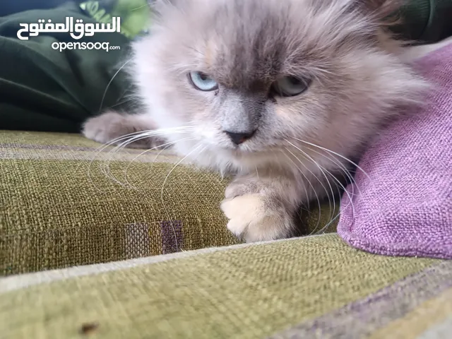 قطه انثى موقع مرج الحمام
