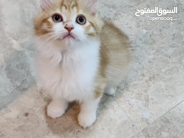 قطط شيرازية صغيرة للبيع