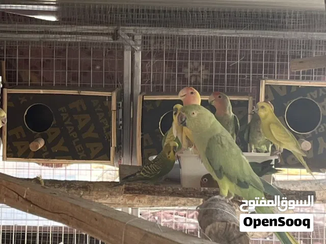 طيور منوعه لي للبيع شوف خاص ضروري
