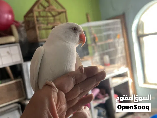 متاح دره اليف ابيض عيون حمر العمر 8 اشهر مكان ناصريه مركز