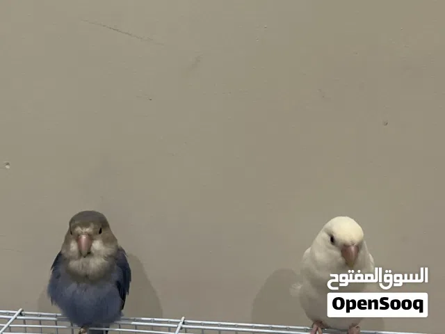 طيور روز للتبني بالدمام
