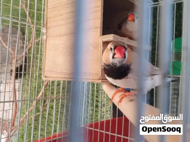 زوج زيبرا تصنيف عالي مقبل على انتاج حجم يملى العين