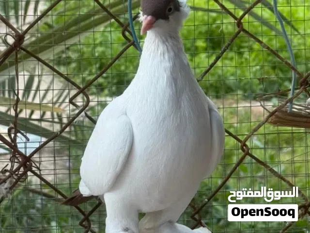 مطلوب نثيه چيكي بأحمر ..