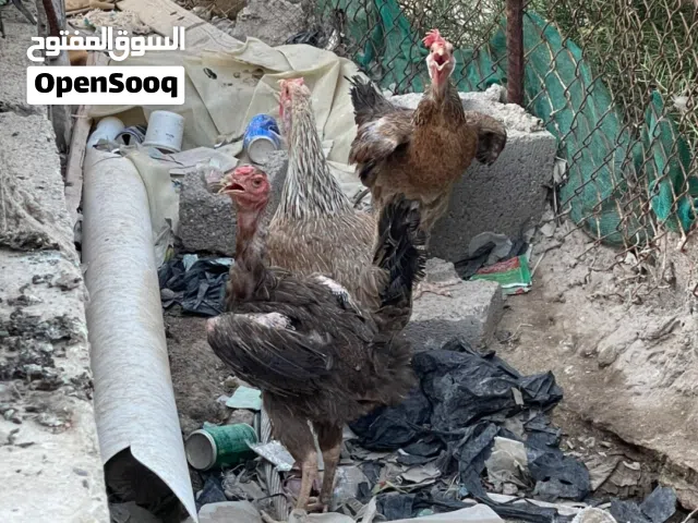 دجاجات عرب صاحيات