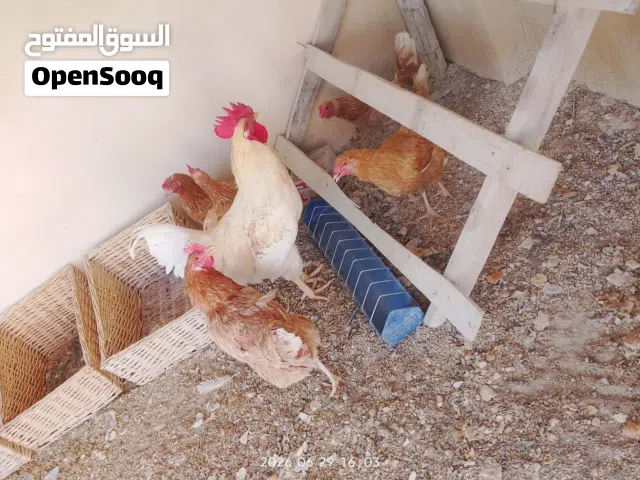لبيع خمس دجاجة وديك بصلاه على نبي نوع لوهمان مش بلدي 55دينار ارجاء عدم احراج سعر من لاخر