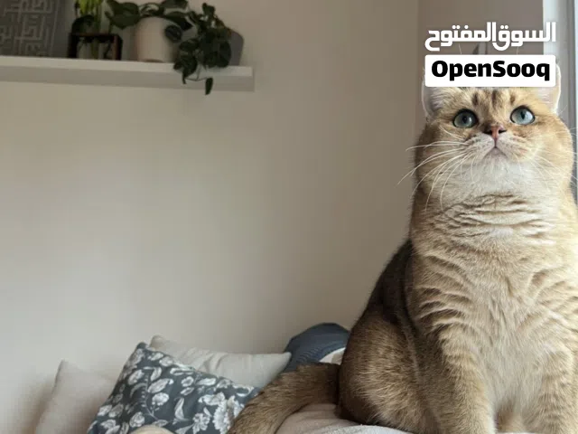 قط ذكر سكوتش قولد، منتج