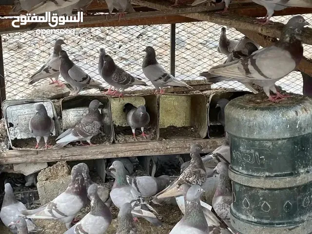 حمام...فرنسي جمبوا للأكل..
