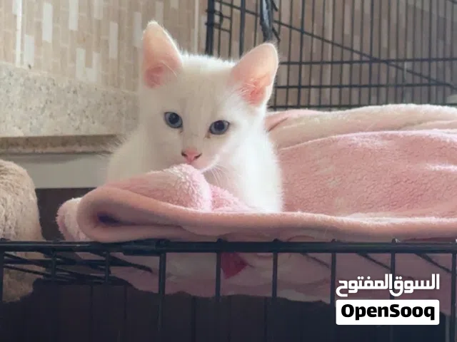 للبيع قط فارسي عيونه زرق