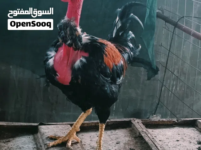ديج عرب ابو ركيبه