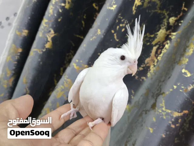 كوكتيل البينو عين حمره