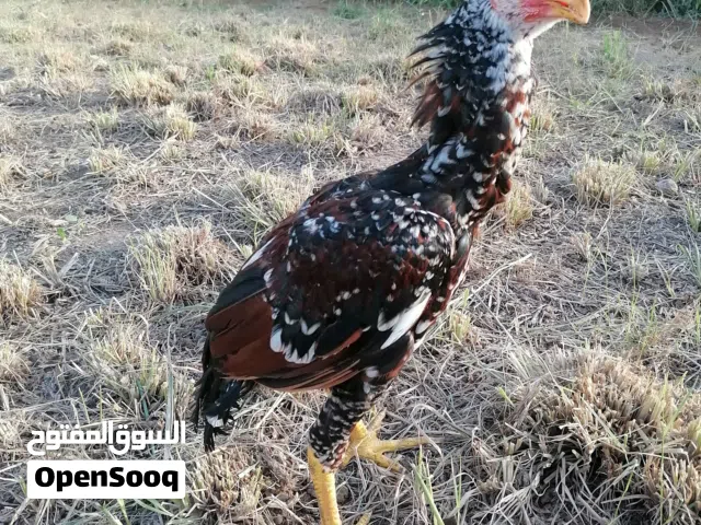 ديك باكستاني نسل حار مضمون