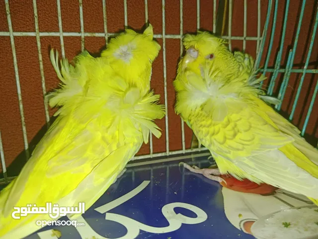 عصافير فلل لاسونج شغالين اكتاف شجر علامات حبر الاهالي احجام انجليزي