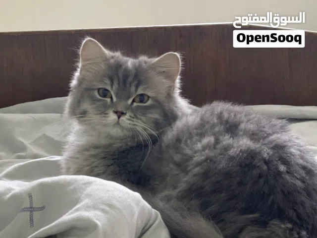 قط او بزونه للبيع