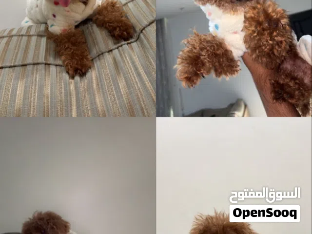 للبيع انثى توي بودل تيكب