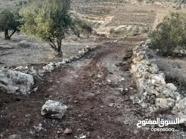 ارض مزروعة زيتون للبيع \ صوريف