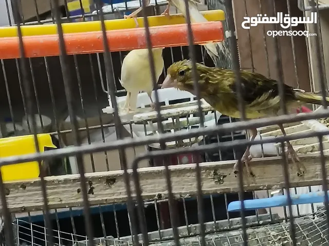 كنار للبيع الحبة