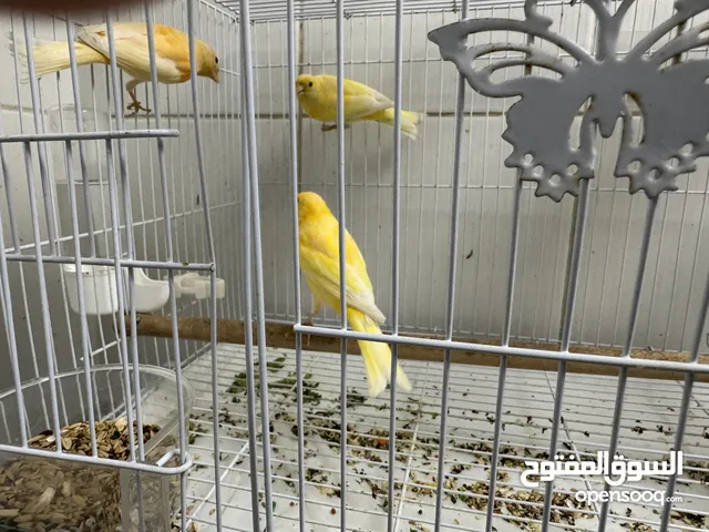 3 طيور كناري 3 Canari birds