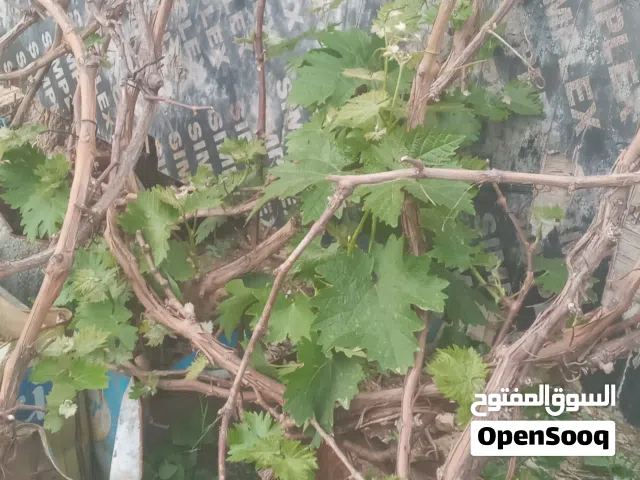 عنب معرشات من 3م إلى 10م