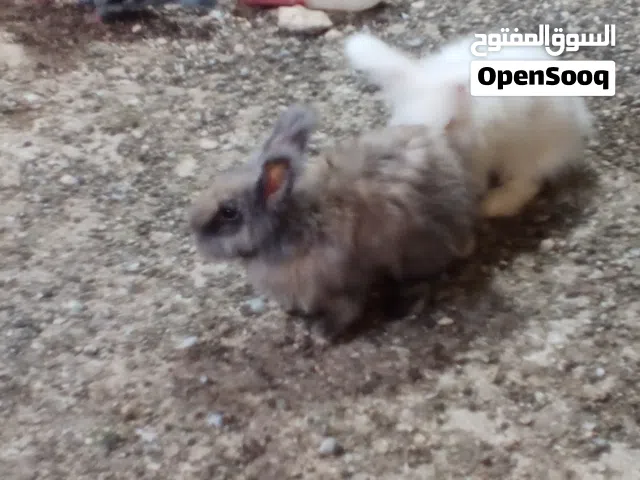 ارانب أنجورا