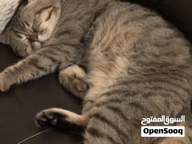 Healthy cat for adoption ( only for serious responsible people)