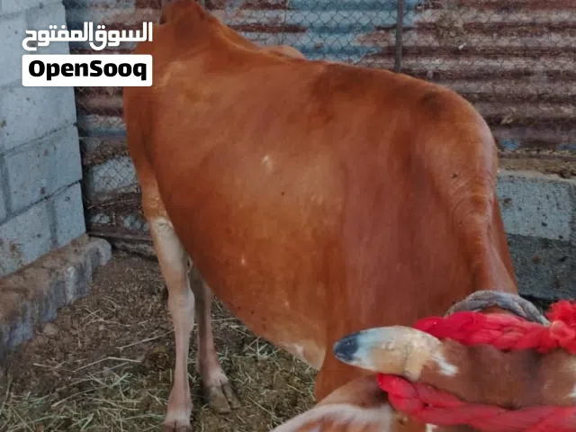 للبيع بقره عمانيه